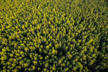 Forest with a aerial view
