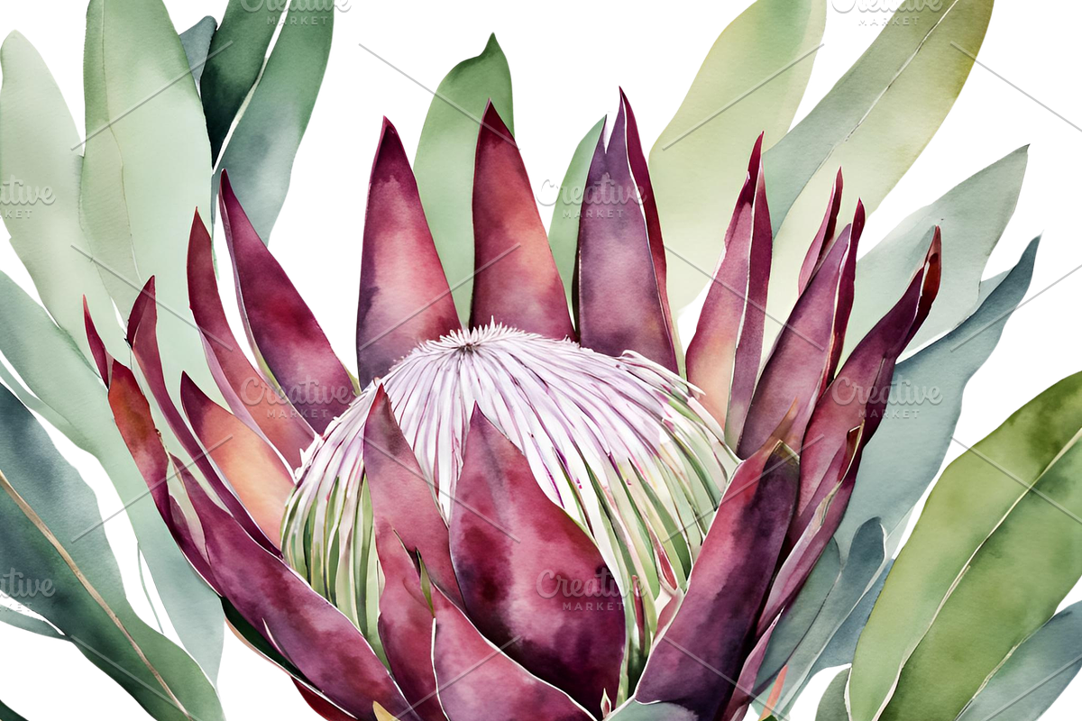 King Protea Watercolor Collection, a Decorative Illustration by Karliefie (Photo 3 of 5)