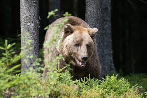 Brown bear standing among lush green foliage in a forest, surrou