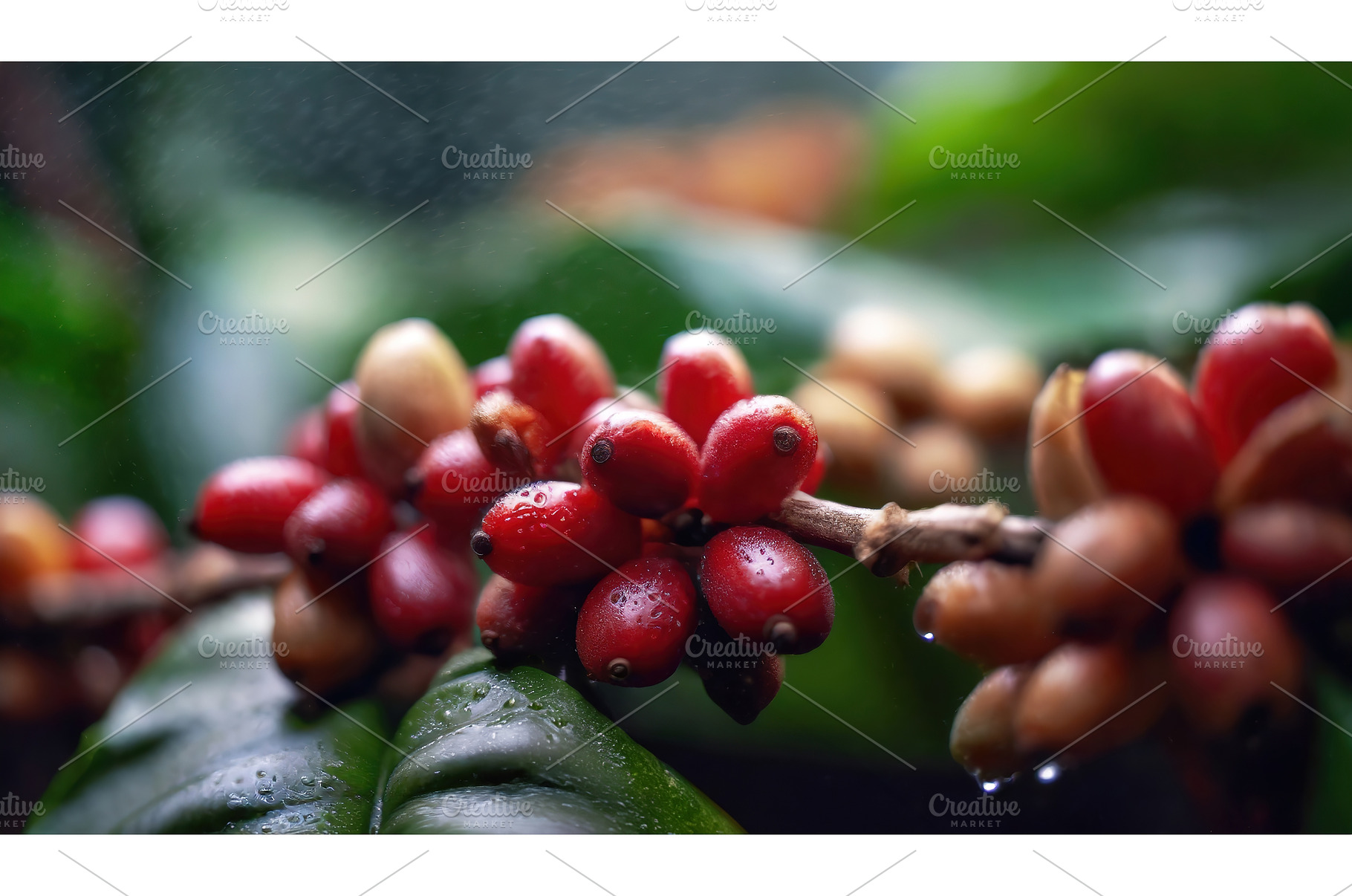Close-up view of ripe coffee, a Food & Drink Photo by Igor Tichonow