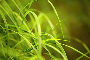 Green Grass #3
