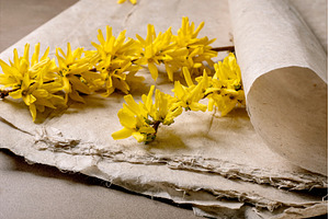 Yellow Forsythia Flowers On Vintage, a Nature Photo by Natasha Breen