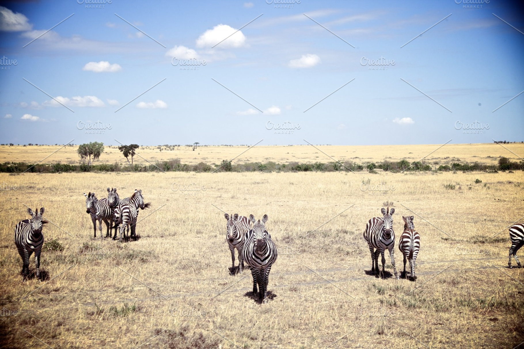 Group Of Zebra Staring Into Camera Stock Photograph