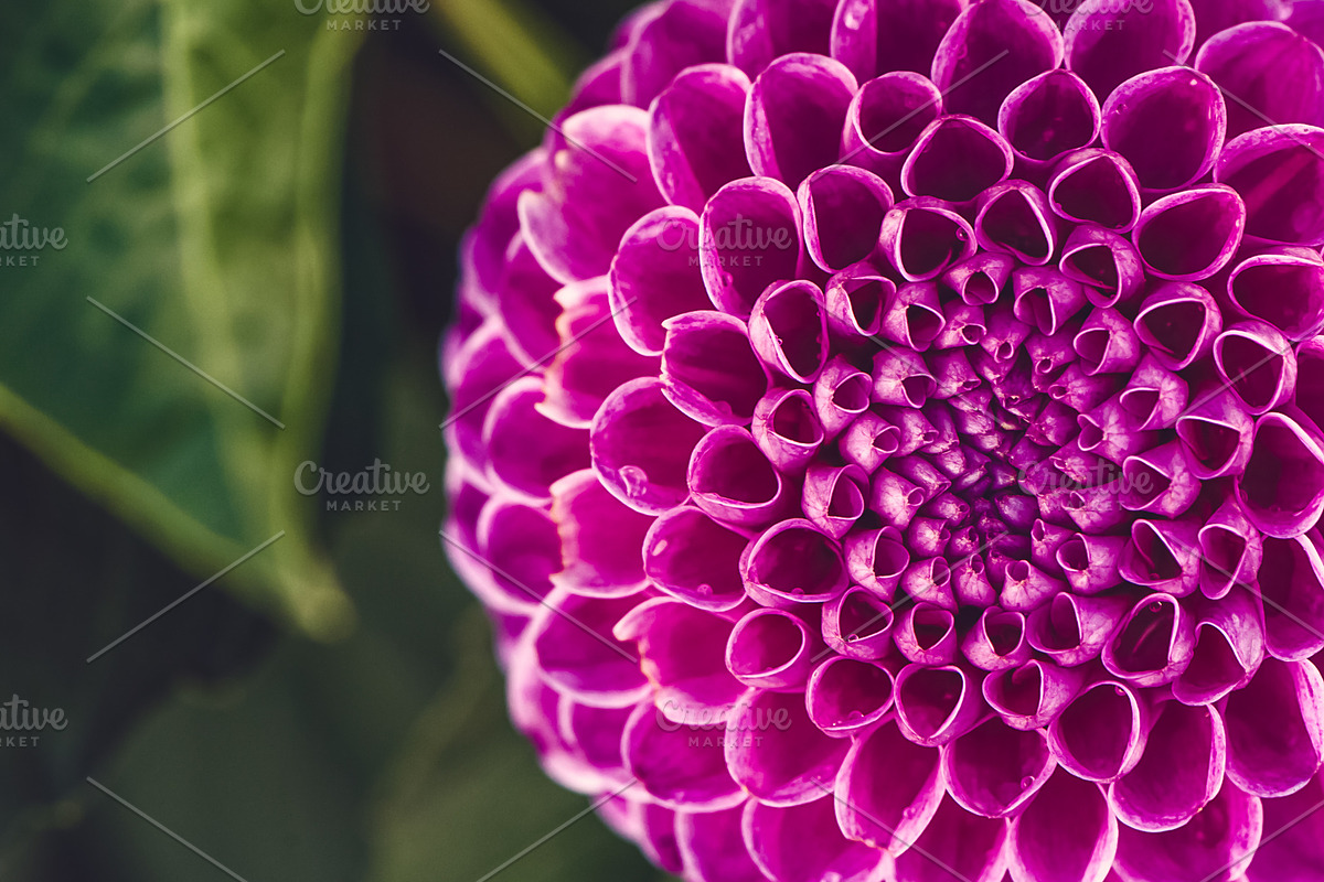 Flower Dahlia macro, space for text., a Nature Photo by WildStrawberry Magic (Photo 2 of 2)