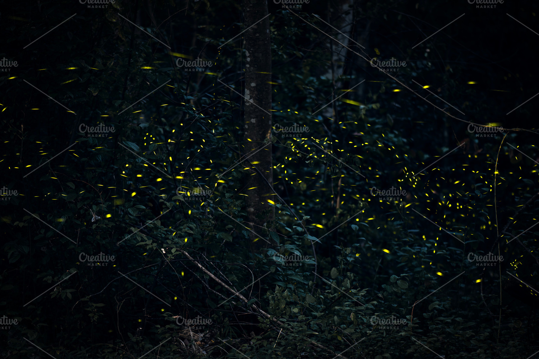 Fireflies at Lions Nature Trail Park, an Animal Photo by Rob D Animal Photography