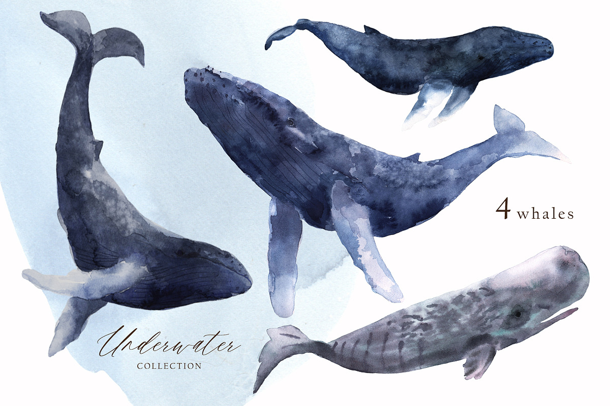 Watercolor whale. Sea underwater set, an Animal Illustration by Julycolor (Photo 11 of 21)