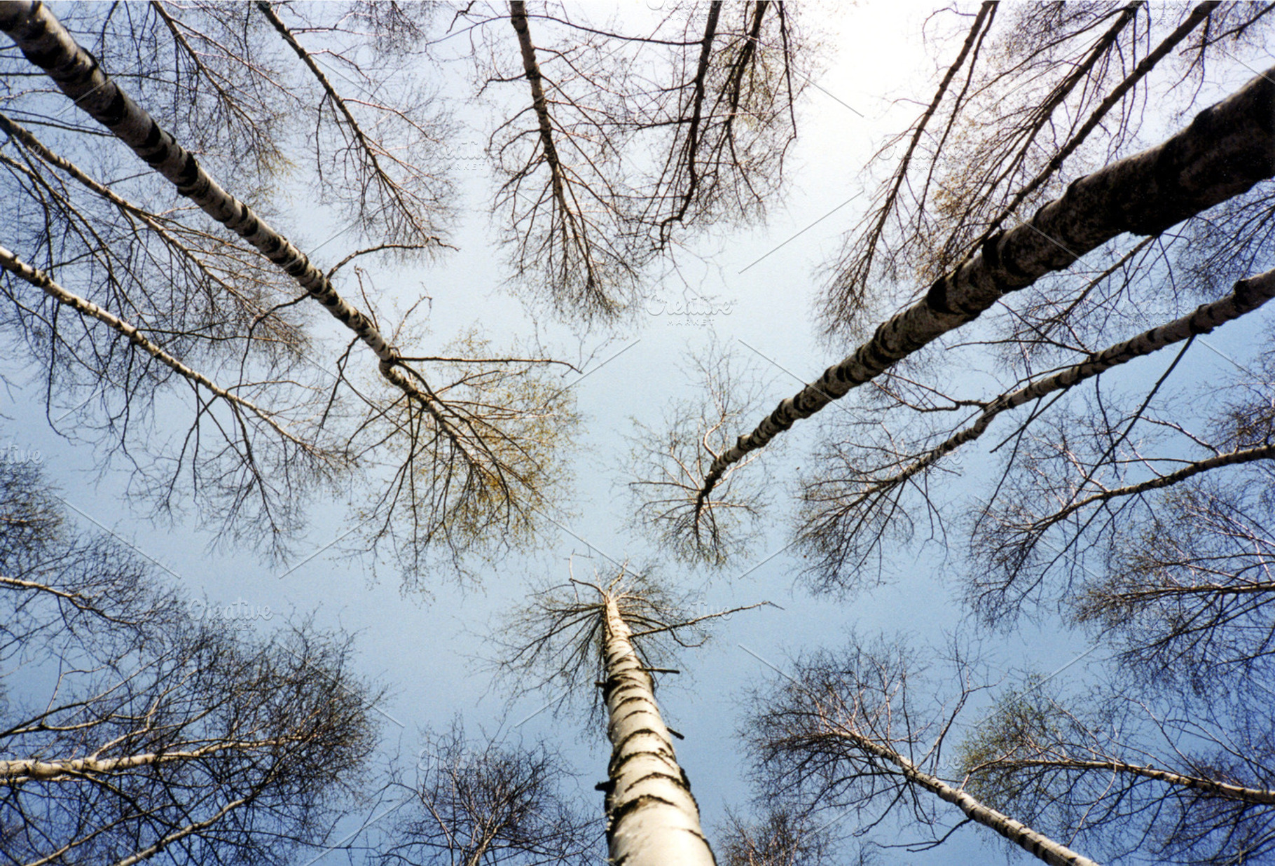 Birches Stock Photo Containing Birch And Birches