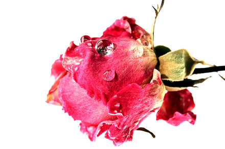 Flower After Blossom Containing Flower Nature And Indie preview 6