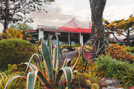 Garden agave at sunset house
