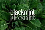 Progelud - Sans serif fonts, a Sans Serif Font by BearyType Studio (Thumbnail 9 of 9)