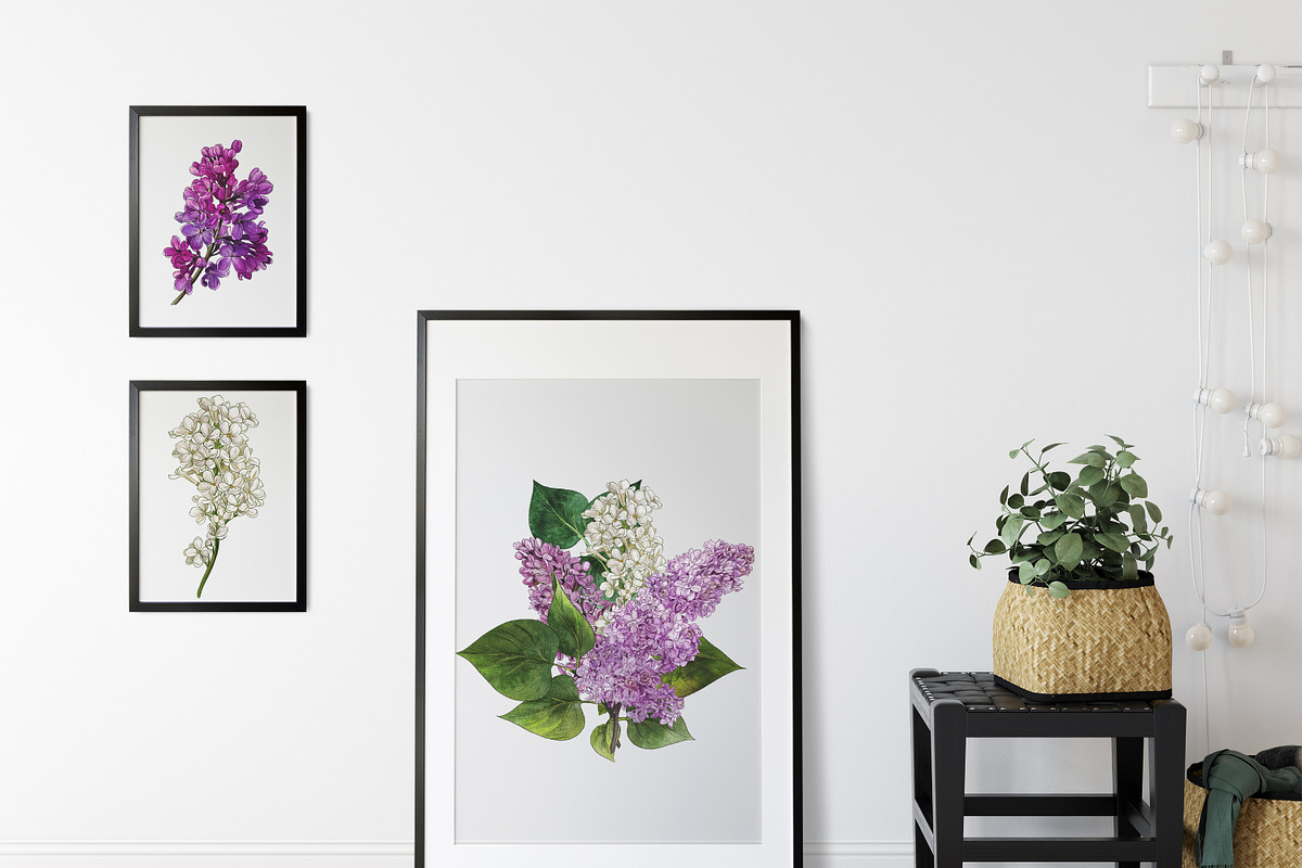 Lilac. Floral watercolor clipart, an Object Graphic by JSolomatina (Photo 4 of 5)