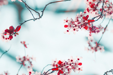 Frame of pretty cherry blossom