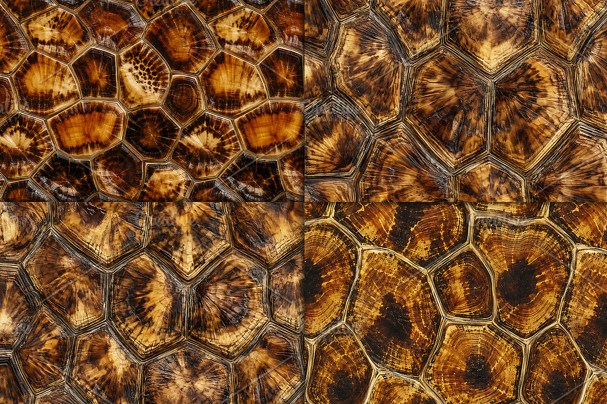 Tortoise Shell Texture Pattern, a Pattern Graphic by Artonix (Photo 3 of 3)