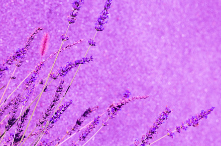 Lavender flowers wallpaper. Purple aesthetic. Bio eco nature min, a Nature Photo by Jenya Porechenskaya