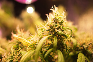 Green cannabis plants background