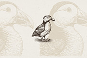 260 Birds Illustrations, an Animal Illustration by Nocturnal Wolf (Thumbnail 7 of 13)