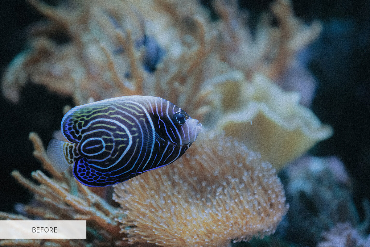 Underwater Photography Presets, a Plug-in Add-On by FixThePhoto (Photo 16 of 32)