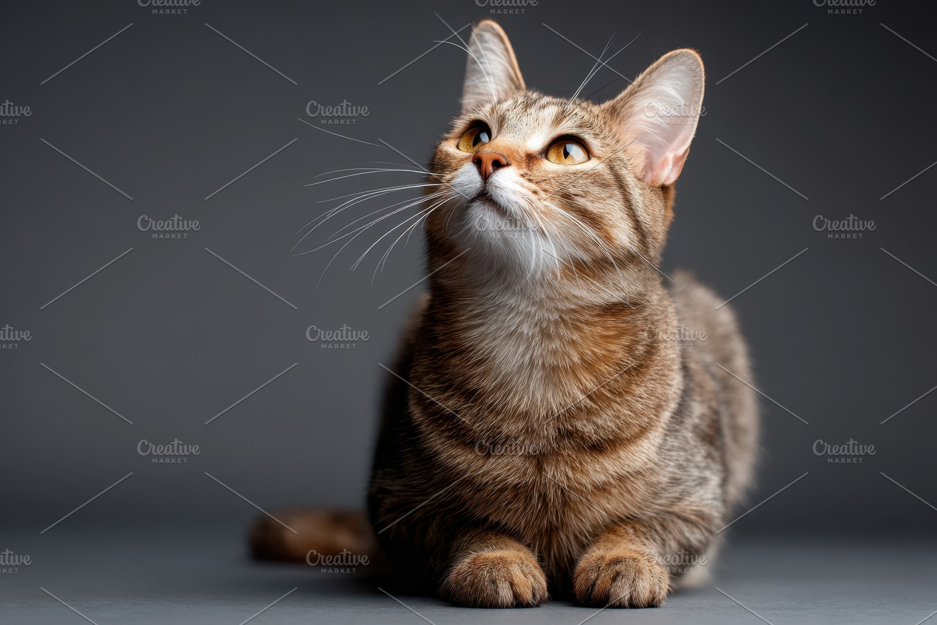 Curious tabby cat looking upwards, an Animal Photo by AlyaAnd