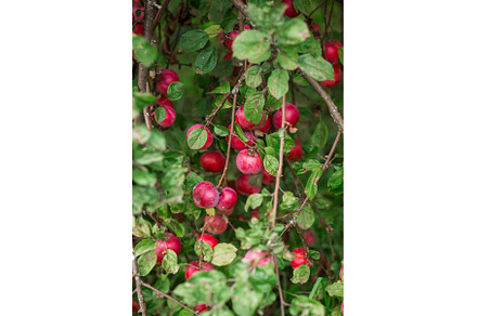 Ripe red apples Orlik on a green