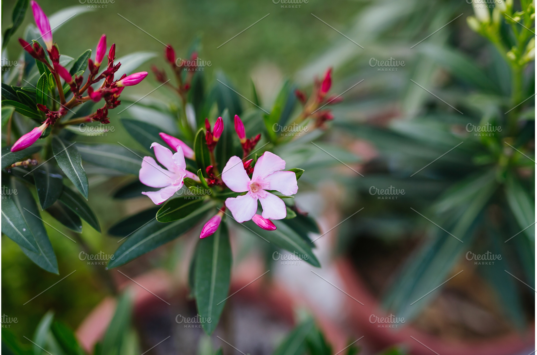 Potted oleander plants with flowers, a Nature Photo by HalfPoint