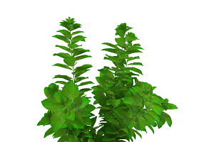 Ludwigia Green