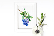 Blueberry, botanical illustration, a Food Illustration by Hanna Hryharenka (Thumbnail 9 of 9)