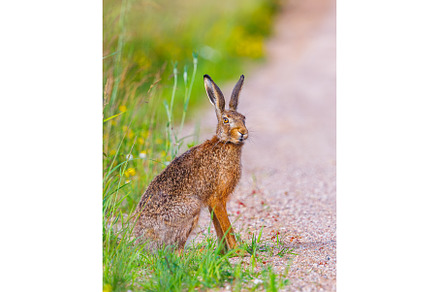 European brown hare, lepus europaeus