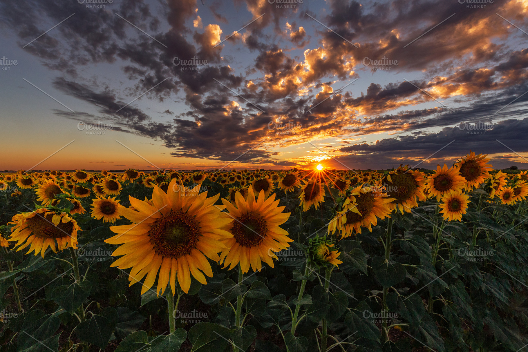 Sunset over a sunflower field, a Nature Photo by PhotoNature