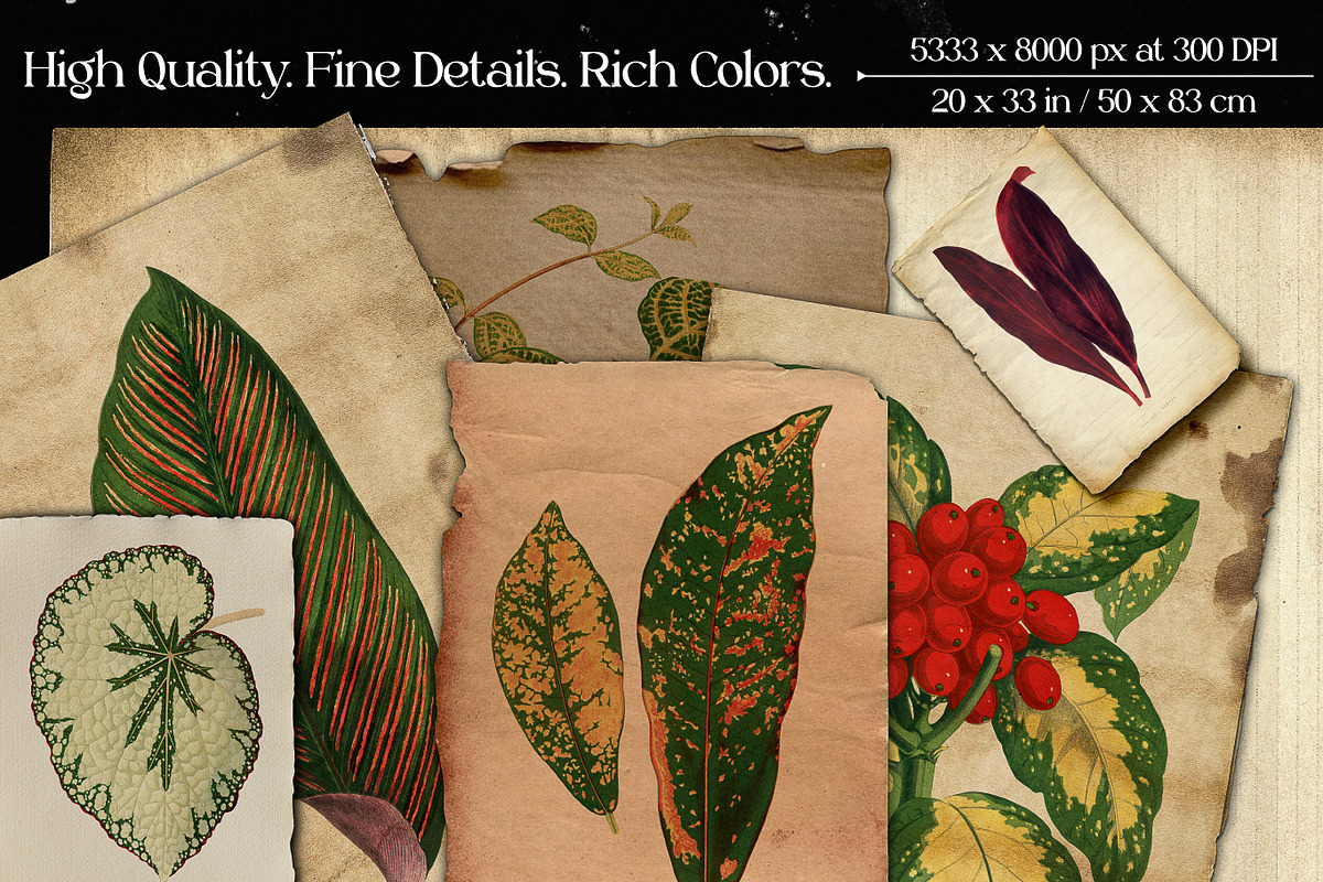 Vintage Leaves & Botanicals Ephemera, a Graphic by Craftsy Crafters (Photo 2 of 6)