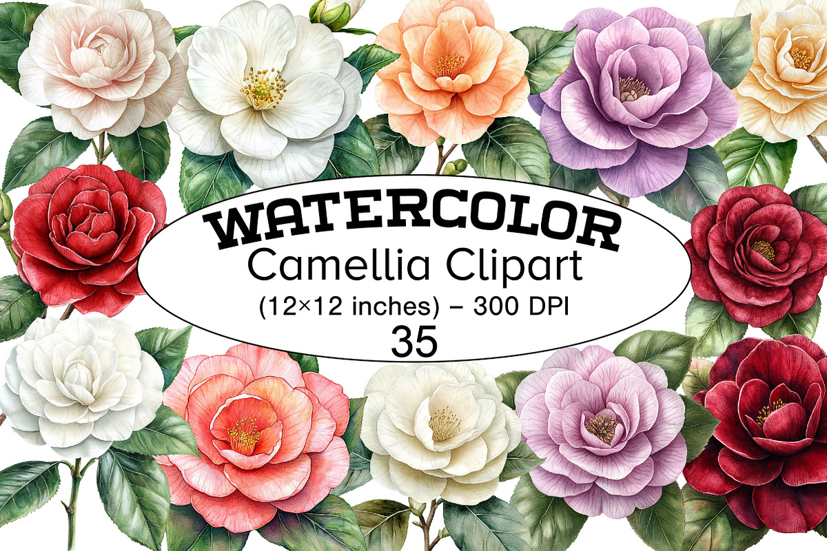Watercolor Camellia Clipart, a Seasonal Illustration by Design Market
