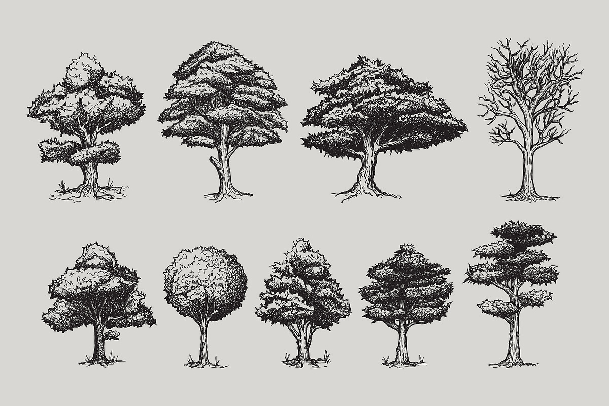Mountain Forest Hand-drawn Elements, an Illustration by Artolabs (Photo 4 of 10)