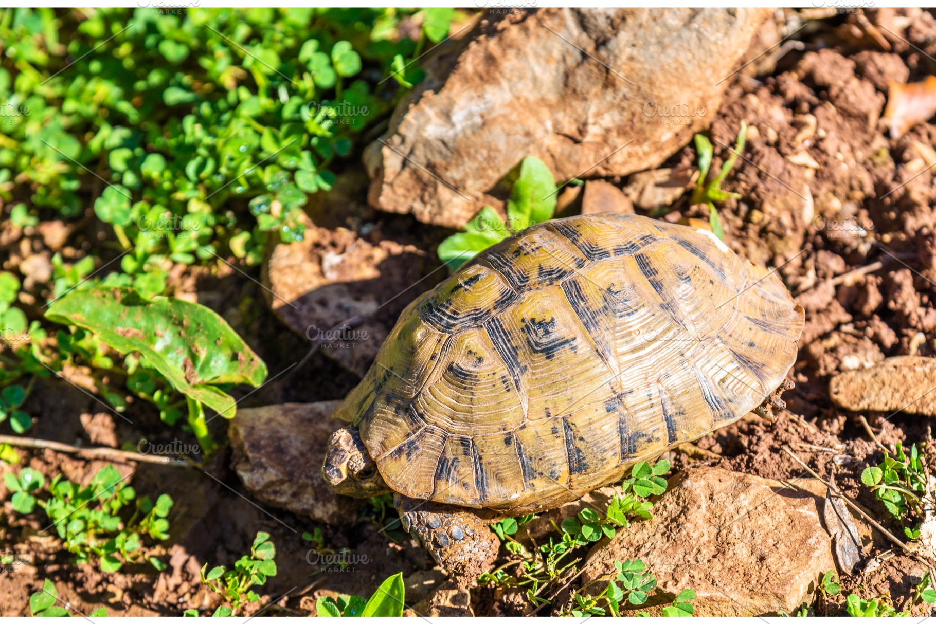 Tortoise on the ground near Moulay Idriss, Morocco, an Animal Photo by Leonid Andronov