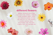40 Spring Flowers for Collages, an Object Graphic by designerbianca (Thumbnail 2 of 5)