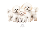 Bichon Frise, an Animal Illustration by TheCuteShop (Thumbnail 3 of 3)