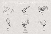Birds of Various Species, an Animal Illustration by TheMountBirdStudio (Thumbnail 3 of 6)