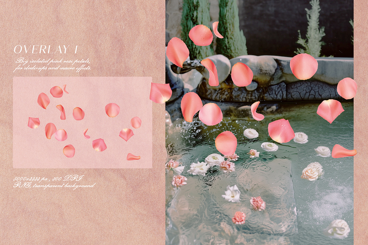 Multicolored Rose Petals Overlays, a Texture Graphic by Kaleriia (Photo 2 of 16)