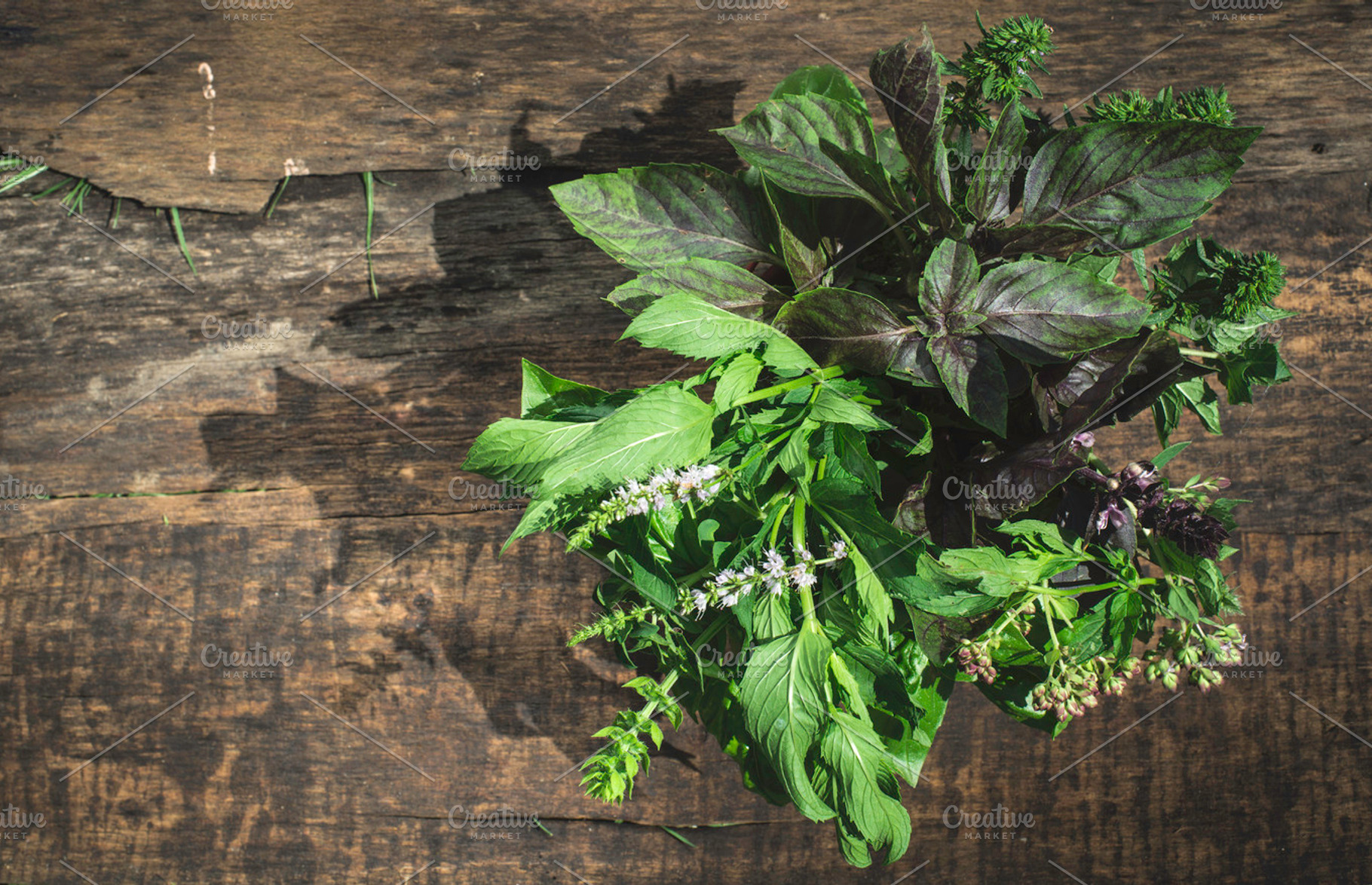 Fresh herbs in garden featuring herbs, fresh, and herb, a Nature Photo by Deyan Georgiev