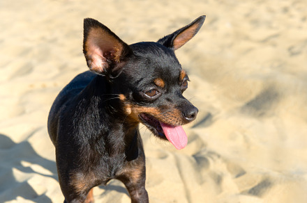 Black dog of the Russian Toy breed