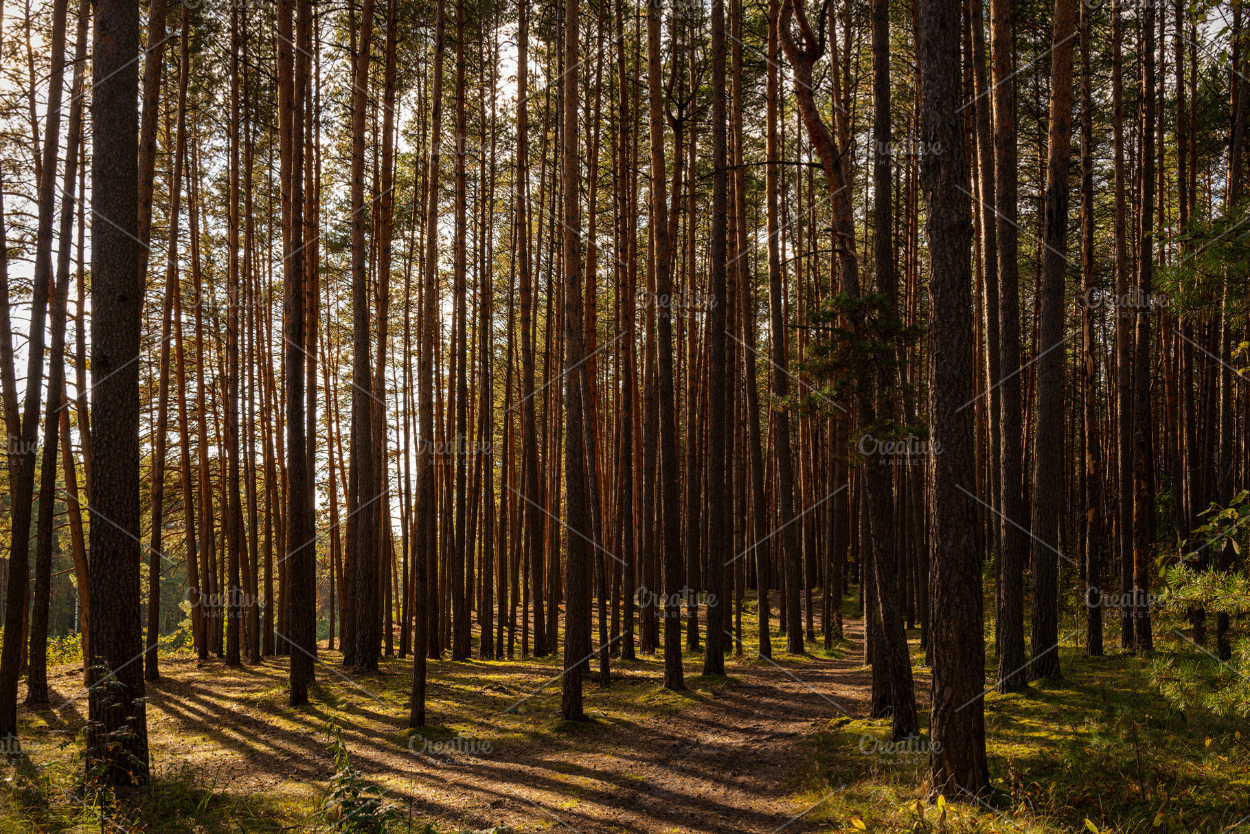 Green moss and grass on a ground in tall pine forest with hiking trail. An outd, a Nature Photo by Eugene_Photo