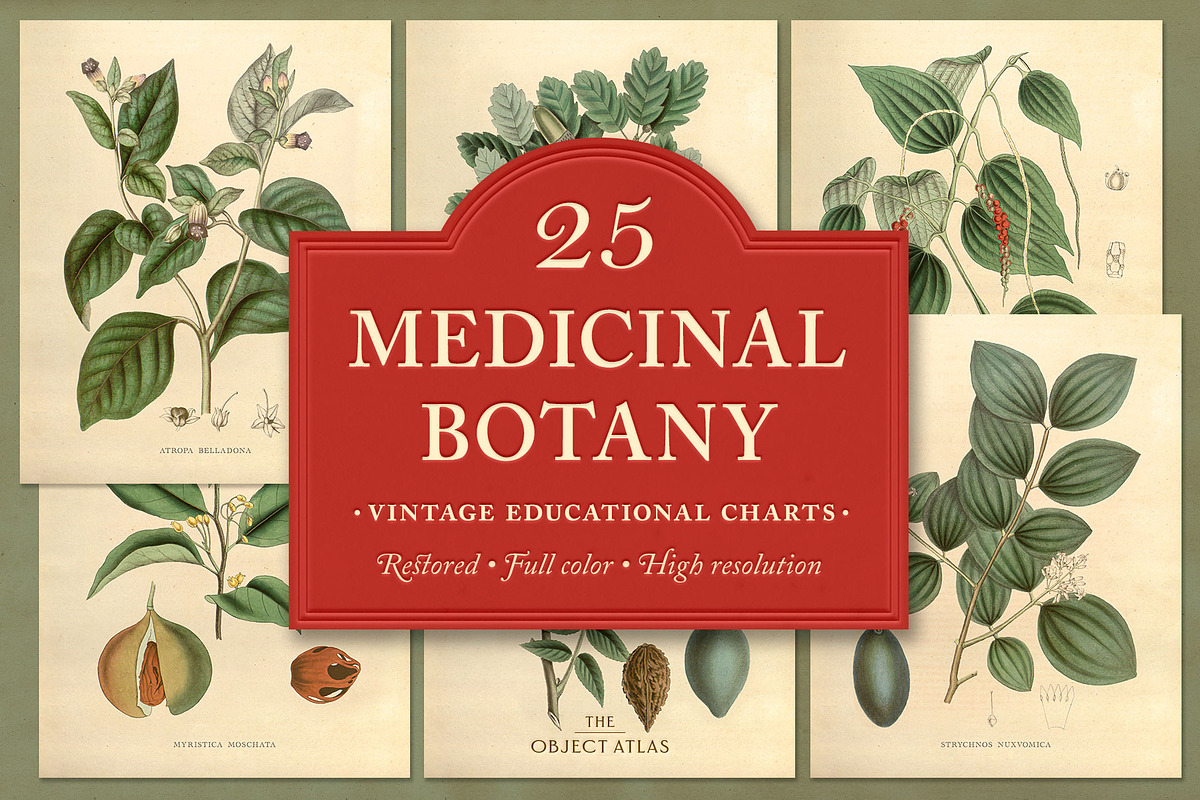25 Medicinal Botany Prints, a Decorative Illustration by The Object Atlas (Photo 1 of 6)