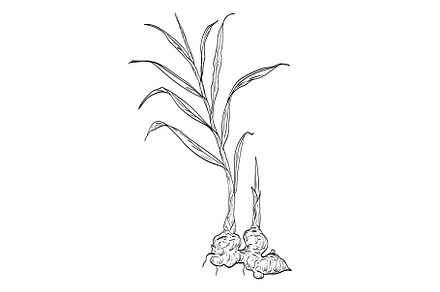 Ginger Zingiber Officinale Drawing