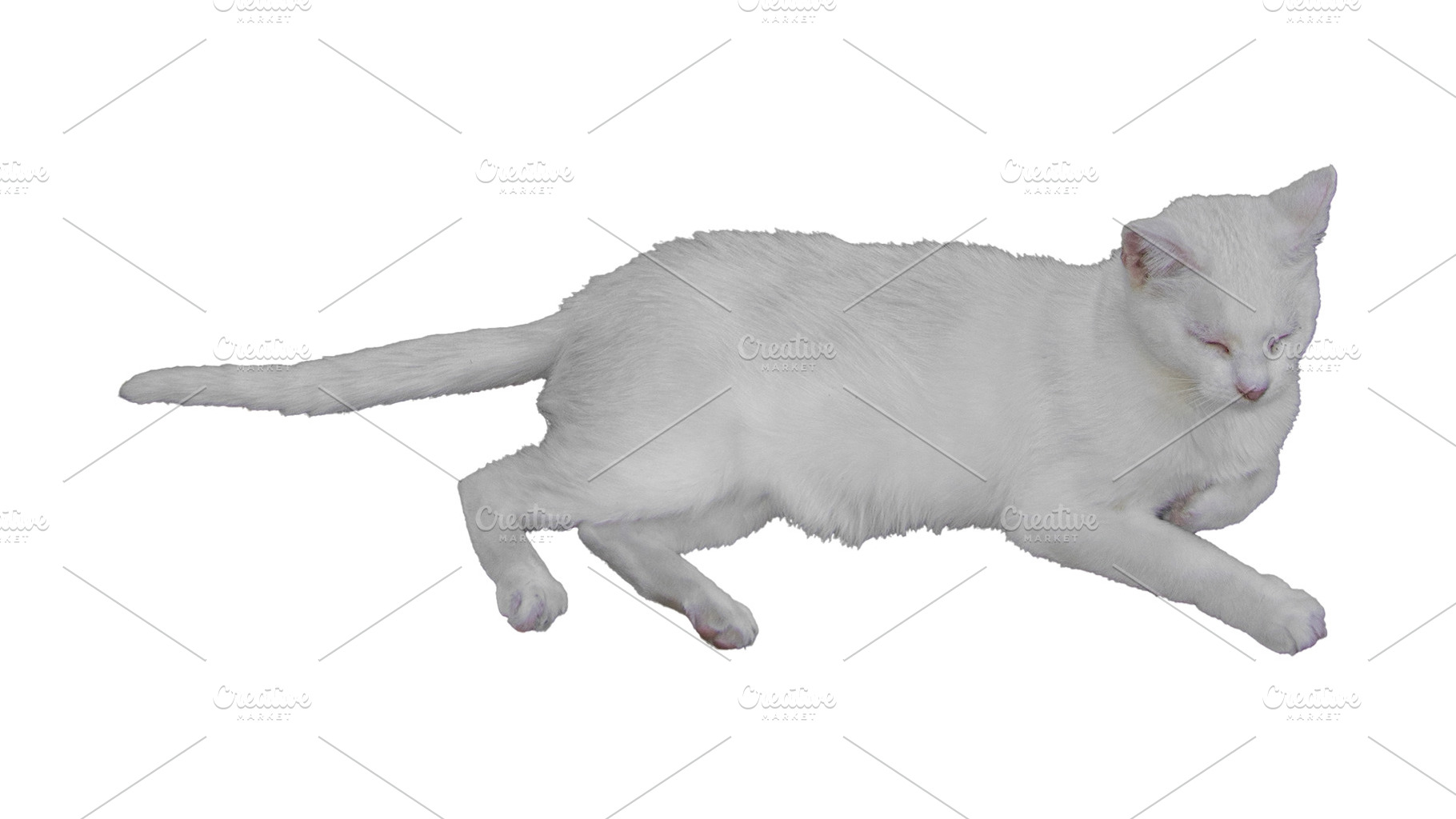 Isolated shot of a white male cat lying, an Animal Photo by DanFLCreativo