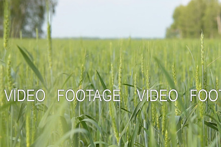 Green wheat field scene