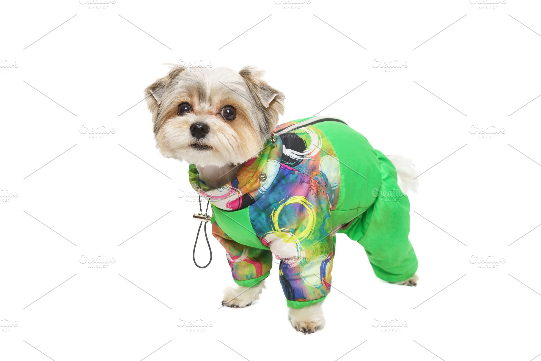 Puppy Maltese lapdog isolated on whi, an Animal Photo by AlexBush