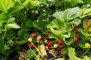 Strawberry plants growing in a garden in Indiana with ripe red berries and lush, a Photo by AS photostudio
