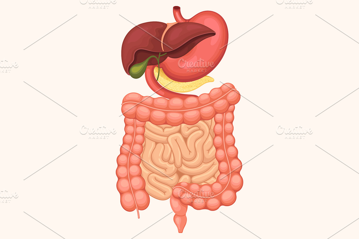 Human digestive system anatomy, a Healthcare Illustration by Yayasya (Photo 3 of 3)