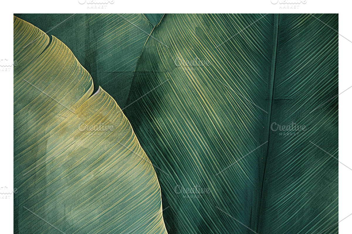 Bief Co · Botanical Leaf Backgrounds, a Texture Illustration by milatovar (Photo 16 of 21)
