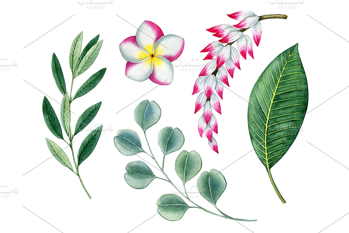 Tropical plants set, an Illustration by Watercolor life (Photo 9 of 13)