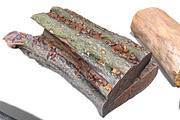 13 Tree Logs, an Environmental 3D Model by Beatheart Creative Studio (Thumbnail 36 of 37)
