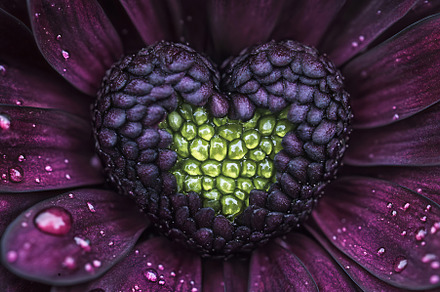 Unique heart-shaped flower in purple, a Nature Photo by Beautiful things